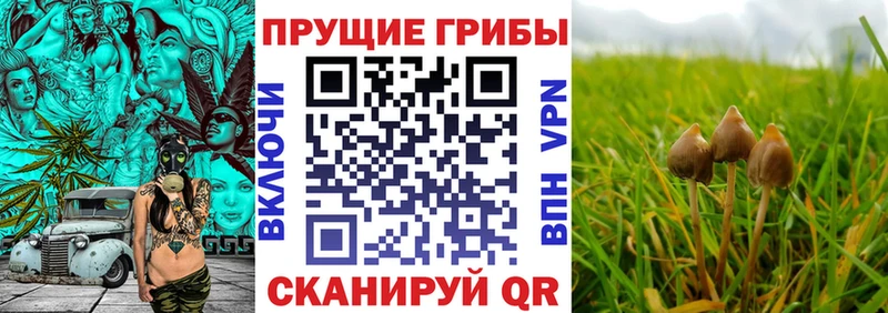Купить  Советская Гавань  Псилоцибиновые грибы Psilocybine cubensis 